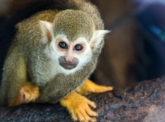 portrait of a monkey close up picture