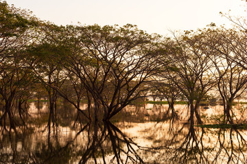 Obraz premium Big tree and dead tree with reflection tree in the water. Natural background.