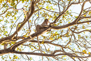 monkey on tree branch and blue background. Animal Background concept.