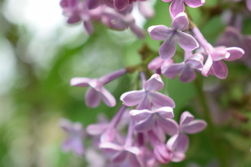 pink flowers in the garden