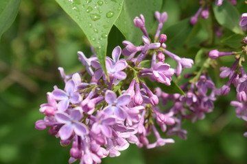 Obraz premium flower in the garden