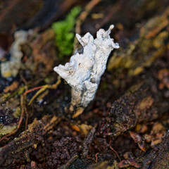 Candle snuff fungus