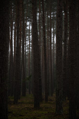 dunkler Wald im Hebst mit Regen und Nebel