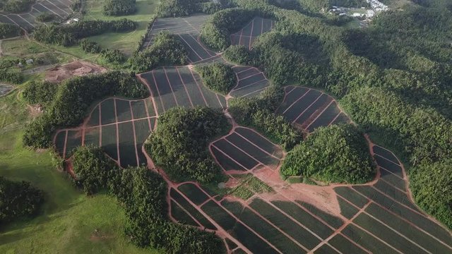 Aerial View on Pineapple Farming Fields in Puerto Rico Countryside, Revealing Overview on Valley Landscape