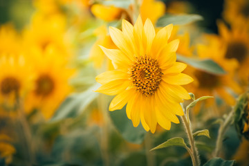 Blooming sunflowers in the summer field and light sunset and color warm.