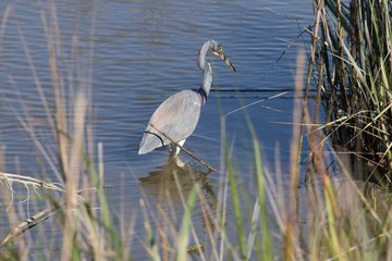 Tricolored Heron stalking prey