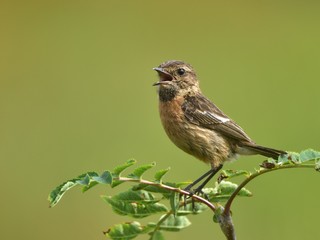 Tarier patre femelle  (Saxicola rubicola) protégeant son territoire.