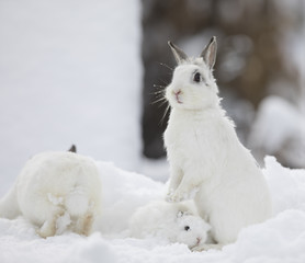 white bunny family in the snow