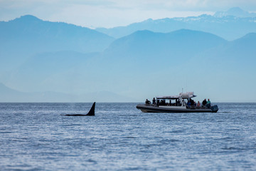 A transient killer whale swims near whale watch boat near San Juan Island, WA