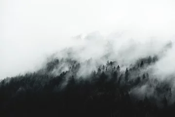 Fotobehang Grijs Humeurig boslandschap met mist en nevel