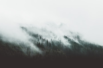 Moody forest landscape with fog and mist