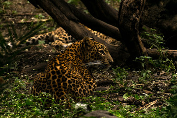 Fototapeta na wymiar Leopard sitting