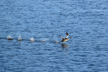 great-crested grebe running on the water. Funny running on the water.