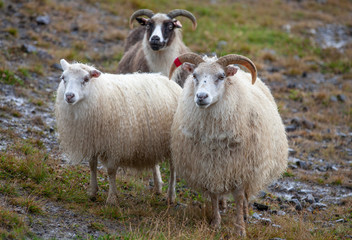 portrait of Icelandic sheep