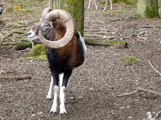 Mufflon in einem Wildpark in Bayern