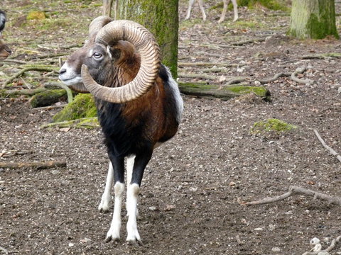 「Rammen」の画像 - 2,060 件の Stock 写真、ベクターおよびビデオ | Adobe Stock