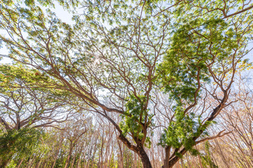Green tree at Barren forest and blue sky. texture and Background concept.