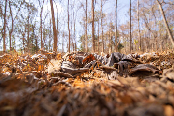 Dry leaves on the ground in the forest.