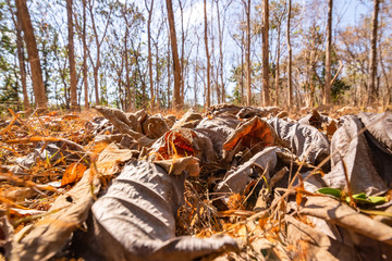Dry leaves on the ground in the forest.
