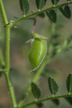 Chickpeas pod with green young plants in the farm field, Closeup.