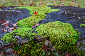 Closeup, Ginzan onsen, Yamagata, Japan
