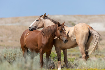 Wild Horses in Summer in Sand Wash Basin Colroado