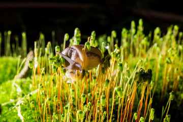 snail on the surface of old stump with moss in a natural environment. Green moss and mold growing on the old tree trunk.