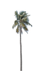 Coconut tree isolated on white background,Single coconut tree isolated
