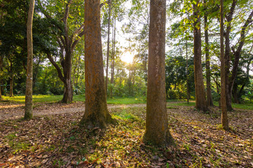 Big tree in the forest with light and shadow. Natural Background concept.