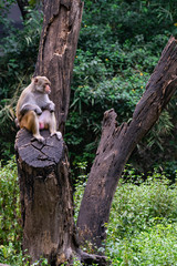 Monkey sitting in a wild