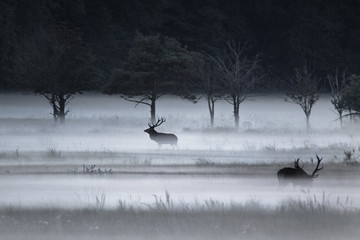Two majestic red deer stags (Cervus elaphus) with large antlers on the Buchhorster Maase in north Germany (Fischland Zingst Darß) on a misty autumn morning in the rutting season.