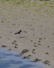 American Oystercatcher on the prowl