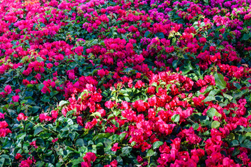 Blossoming bougainvillea plant growing in the garden