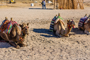 Camels in arabian desert not far from the Hurghada city, Egypt