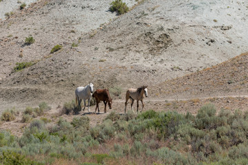 Wild Horses in Summer in Sand Wash Basin Colroado