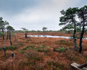 Autumn swamp in the national park. View on the nature