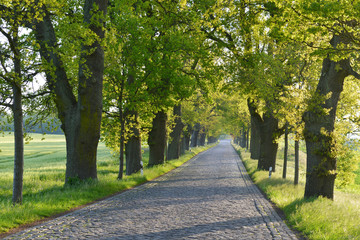 Eichenallee auf Rügen