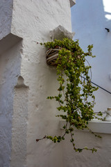 Scenic sight, street view from the beautiful town of Locorotondo, Bari province, Apulia, Puglia , Southern Italy. Whitewashed residential area with ivy growing in pot in artistic wooden crate