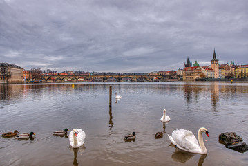 Gorgeous view of Charles Bridge with swans in the foreground, Prague