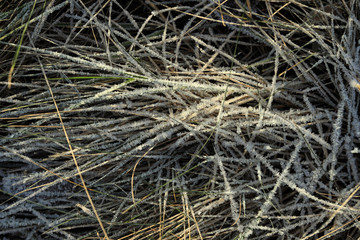dry grass