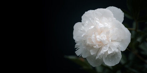 Beautiful flowers. Symbol of tenderness. White peony single flower, isolated on black background.