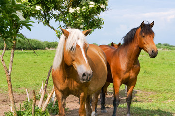 Four adult horses in the field. Horses walking freely.