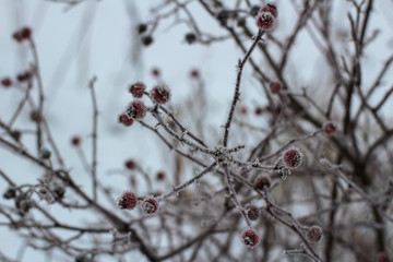 Frozen rose bush with rosehips in winter