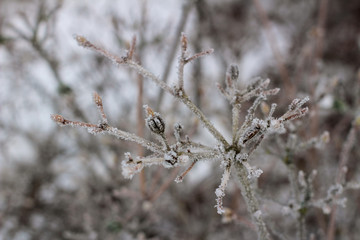 Closeup of frozen bush in winter