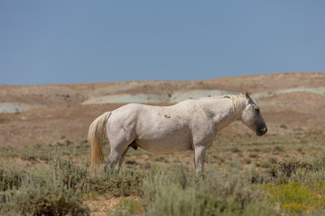 Fototapeta premium Wild Horses in Summer in Sand Wash Basin Colroado