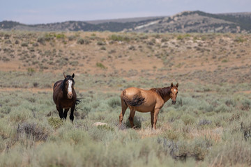 Wild Horses in Summer in Sand Wash Basin Colroado