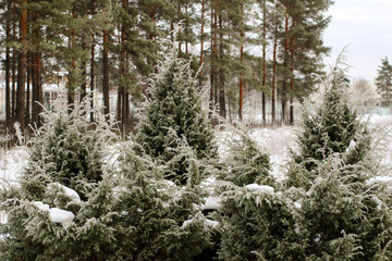 Winter forest scene with fir and pine trees