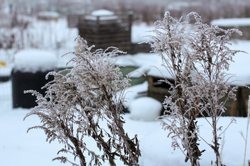Frozen plants in the garden