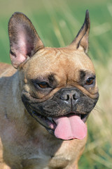 Fototapeta premium Portrait of happy brown French Bulldog dog with tongue out on blurry grass background