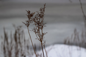 Wilted plants in calm winter landscape